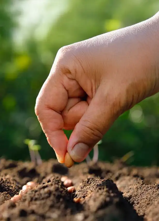 FAX%20de%20Occidente%20 %20Venta%20y%20Distribución%20de%20Semillas%20para%20el%20campo%20en%20México